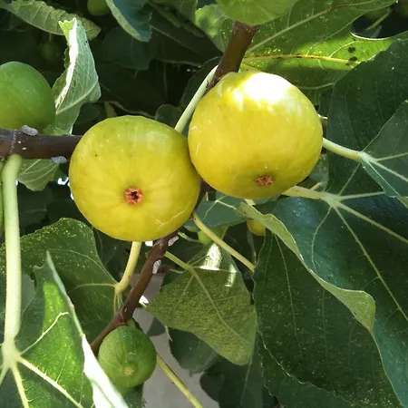 Mimma Отель типа 