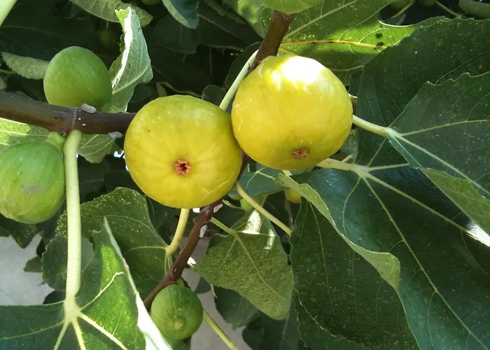 Mimma فندق مبيت وإفطار *